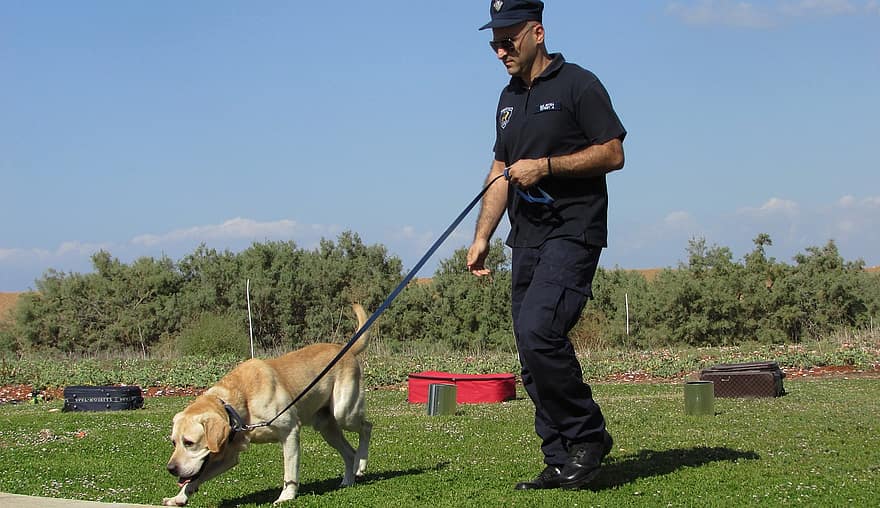 5 Shifts You Have to Make in Order to Become a Successful Dog Trainer