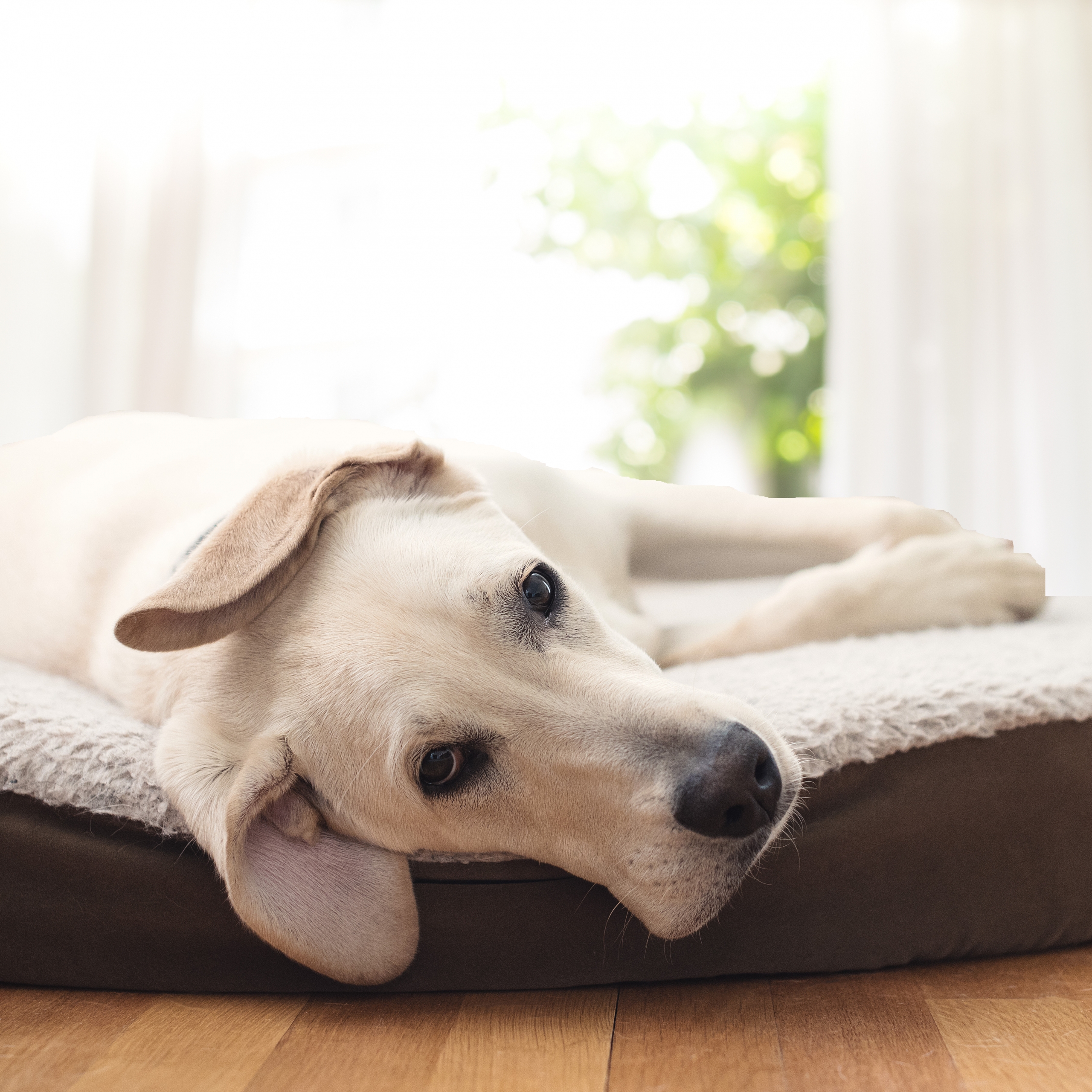 Why Your Dog Needs An Orthopedic Dog Bed