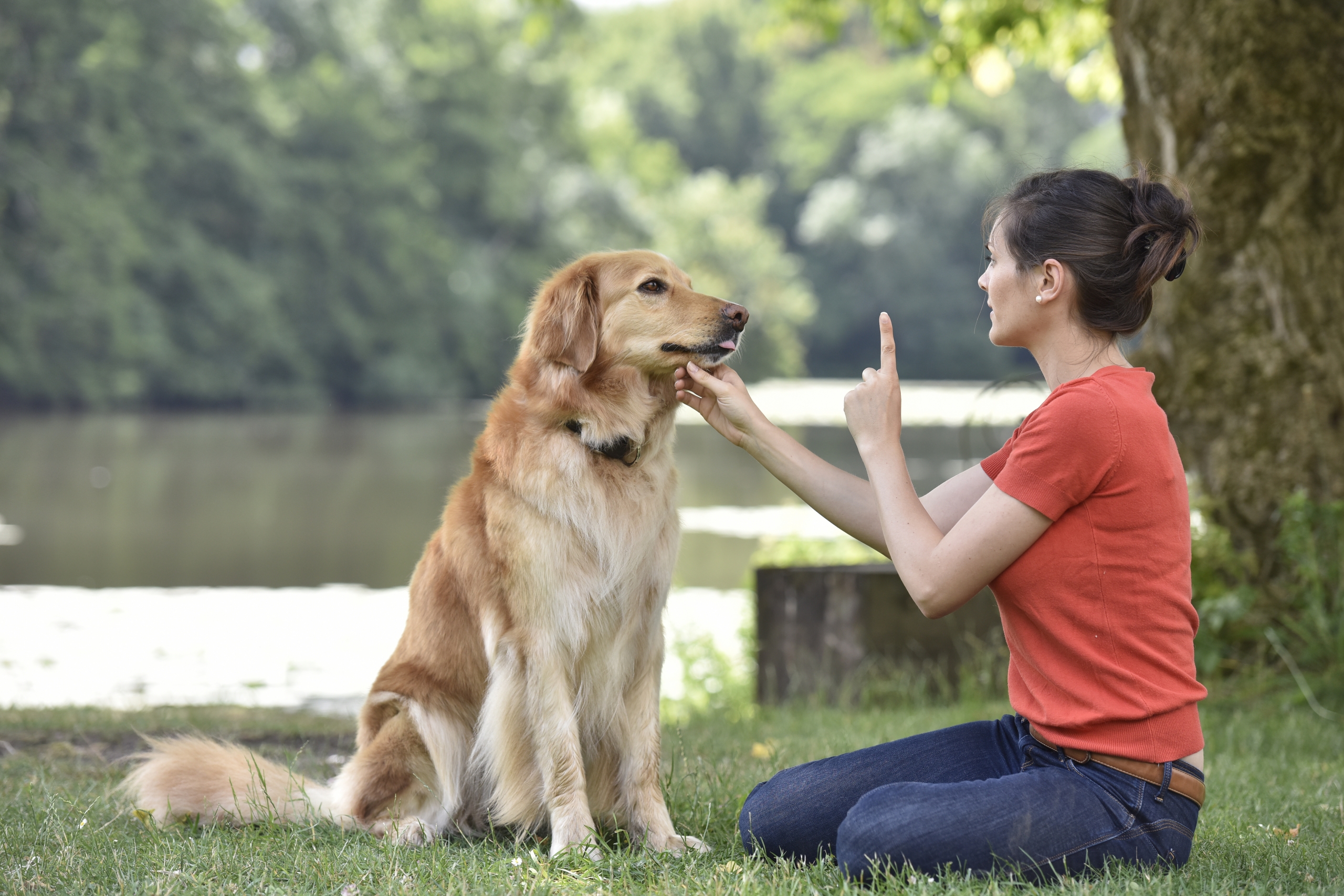 The Best Tips To Train Your Dog